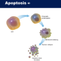 apoptosis_diagram.png