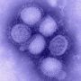 h1n1_influenza_virus.jpg