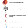 how_mrna_vaccines_work_nih.png