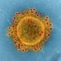 mers-cov-electron-micrograph-syndrome-middle-east.jpeg