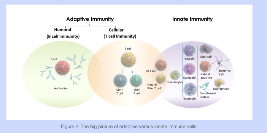 adaptive_vs_innate_immunity.png