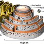 endoplasmic_reticulum_image.png