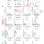 sars-cov-2_furin_cleavage_site_study_passage.png