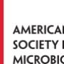 american_society_of_microbiology.png