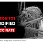 gmo_mosquito_vaccines.png